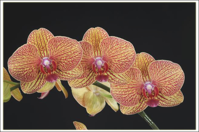 蝴蝶蘭 台灣花卉數位館